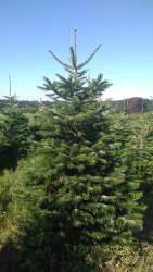 Kungsgran - Mini (100 -120 cm)